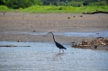costa rica wildlife, pacific-115